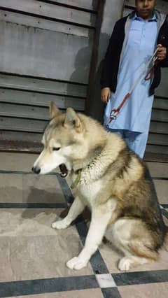 Haski Dog male 03084017127 Whatsapp