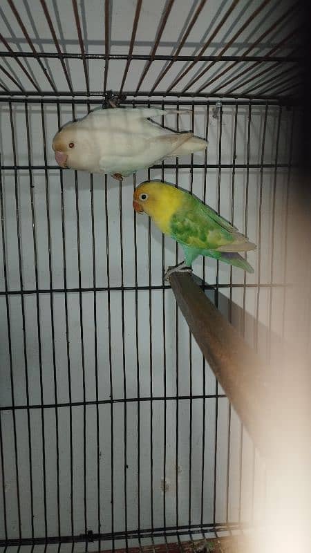 LOVE BIRD BREEDER PAIR WITH 3 SELF PATHY 0