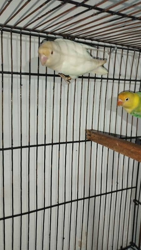 LOVE BIRD BREEDER PAIR WITH 3 SELF PATHY 1