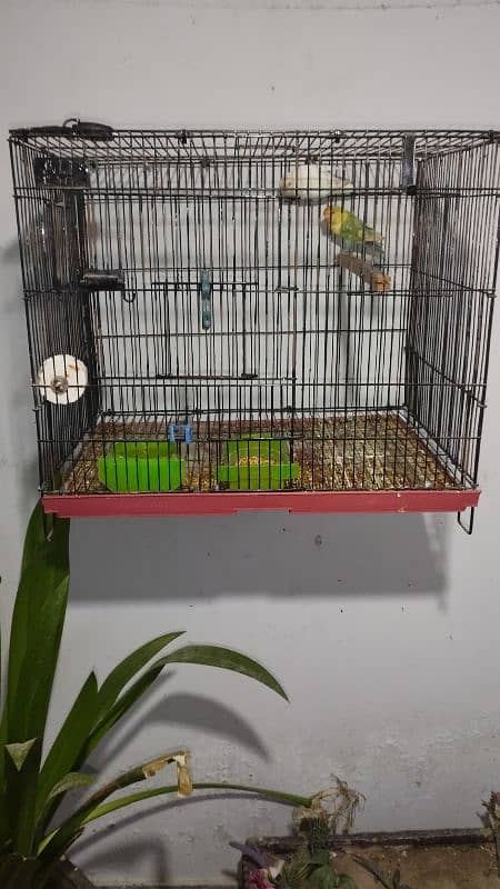 LOVE BIRD BREEDER PAIR WITH 3 SELF PATHY 2