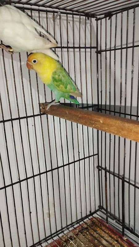 LOVE BIRD BREEDER PAIR WITH 3 SELF PATHY 3