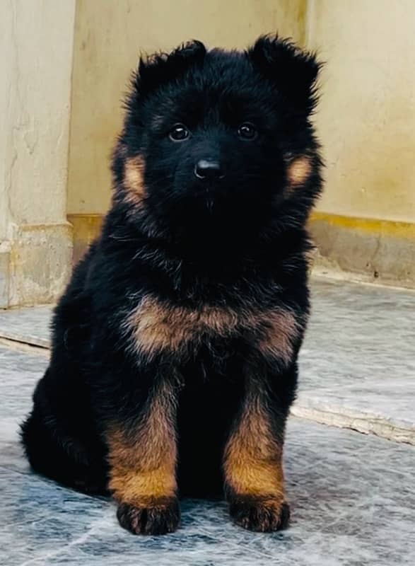 Long Haired GSD Female Puppies 0