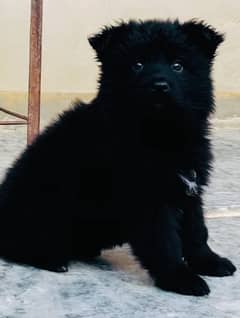 Long Haired GSD Female Puppies