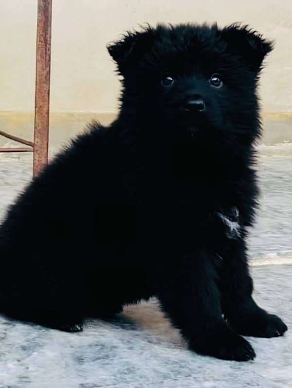 Long Haired GSD Female Puppies 1