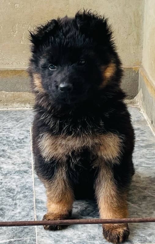 Long Haired GSD Female Puppies 2