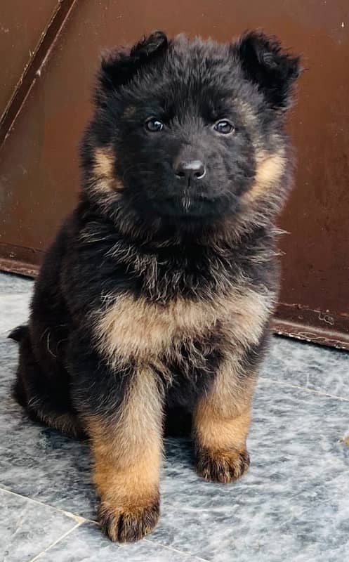 Long Haired GSD Female Puppies 4