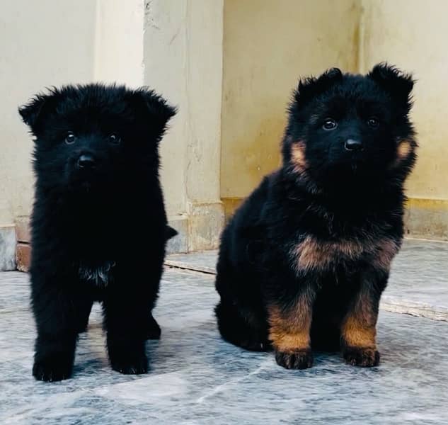 Long Haired GSD Female Puppies 6