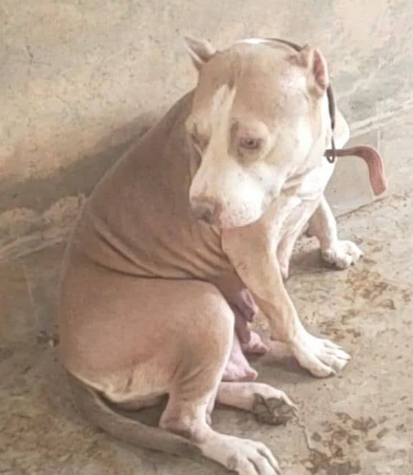 pitbull female 0