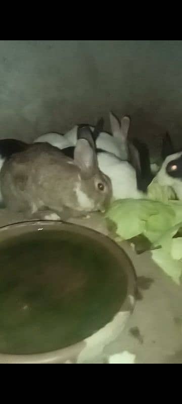 rabbits age one year 0