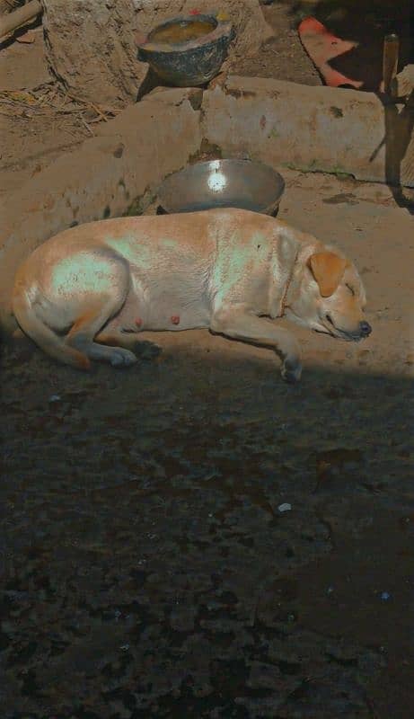 Labrador female breeder 1