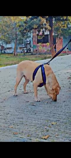 Labrador female breeder