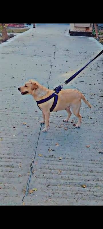 Labrador female breeder 2