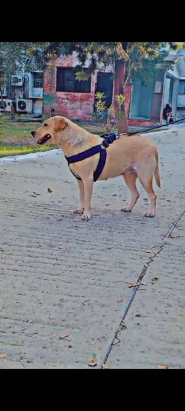 Labrador female breeder 3