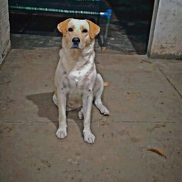 Labrador female breeder 4