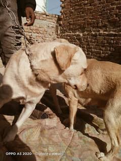 Labrador pair