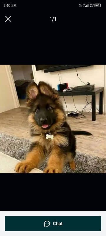 Top quality  German Shepherd puppy  for sale WhatsApp 03287625932 0