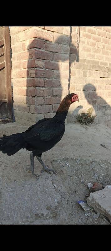 BRAZILIAN PAKOYE FEMALE 2