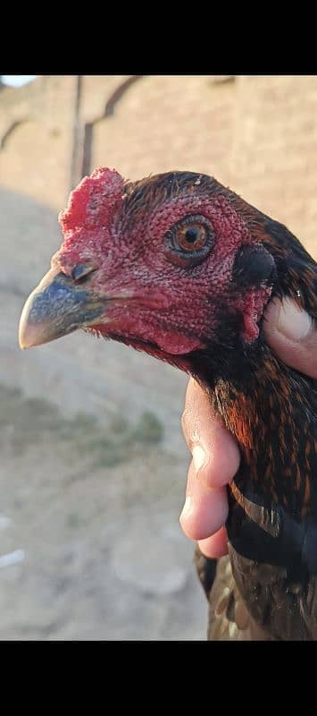 BRAZILIAN PAKOYE FEMALE 4