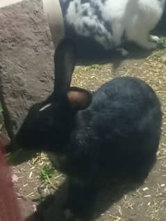 2 black rabbit male