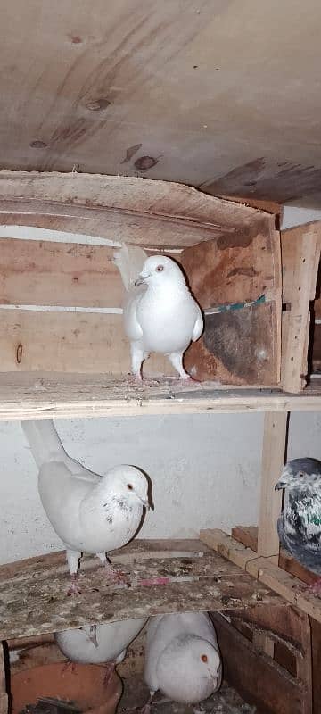 1pair 2male 1female garnti pigeon 1