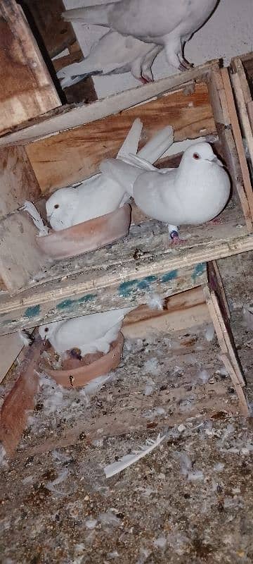 1pair 2male 1female garnti pigeon 2