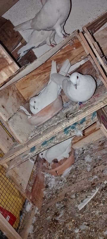 1pair 2male 1female garnti pigeon 3