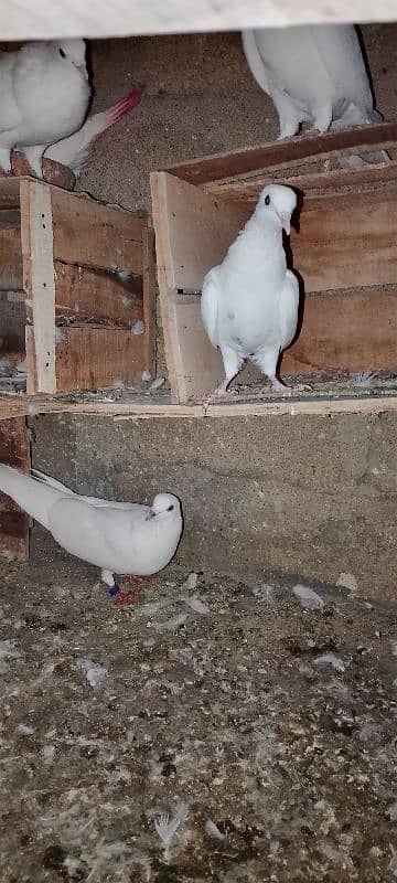 1pair 2male 1female garnti pigeon 4