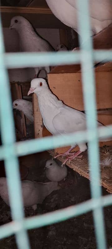 1pair 2male 1female garnti pigeon 5