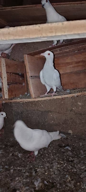 1pair 2male 1female garnti pigeon 6