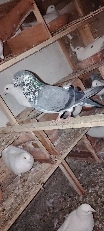 1pair 2male 1female garnti pigeon 7