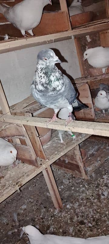 1pair 2male 1female garnti pigeon 8