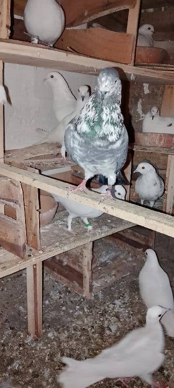 1pair 2male 1female garnti pigeon 9