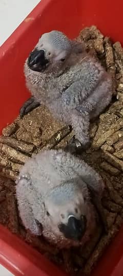 GREY parrot chick congo size