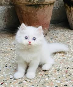 Persian cat