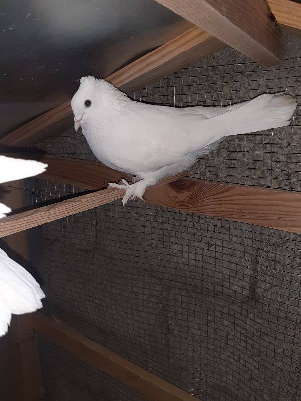 3 fancy pigeons 2 male 1 female. 0