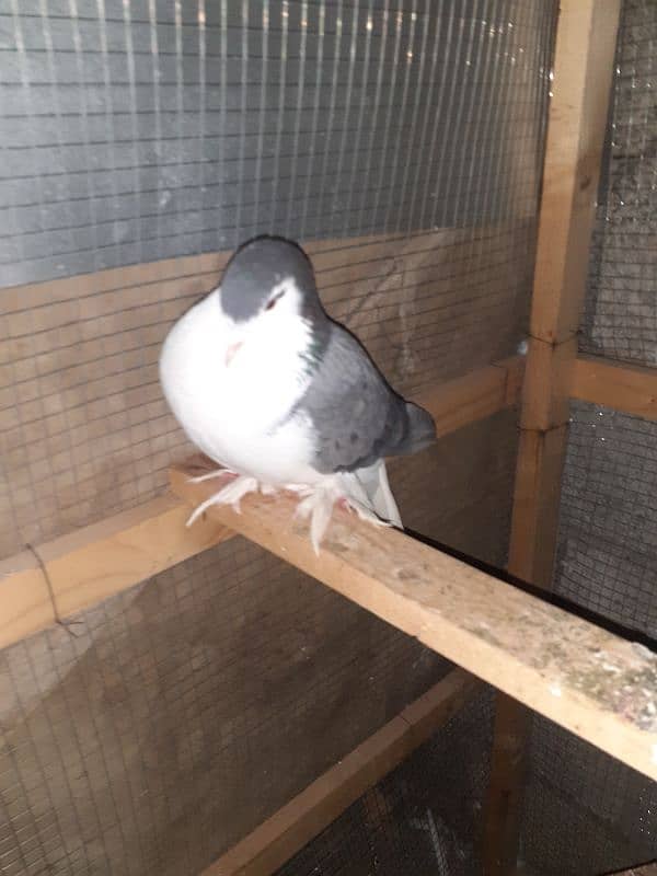 3 fancy pigeons 2 male 1 female. 3