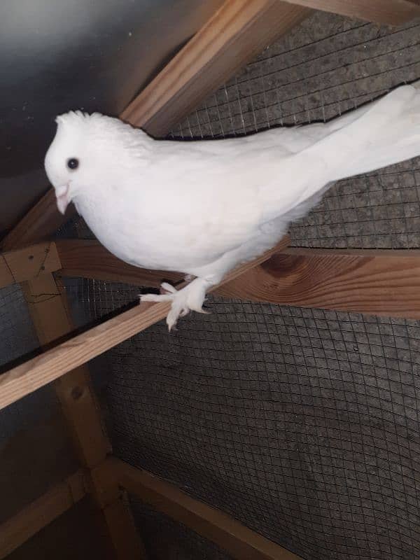 3 fancy pigeons 2 male 1 female. 4