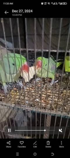 Beautiful Parrots Pair ( 1.5 year )