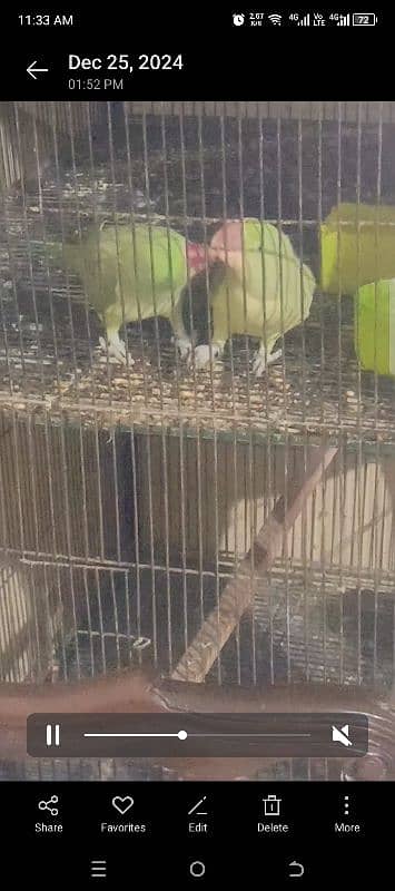 Beautiful Parrots Pair ( 1.5 year ) 1