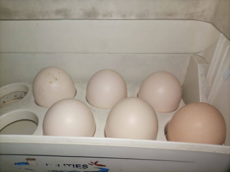 daisi eggs 3