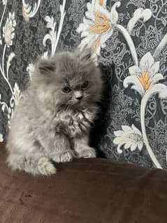 grey kitten available whatsapp no 03219945453