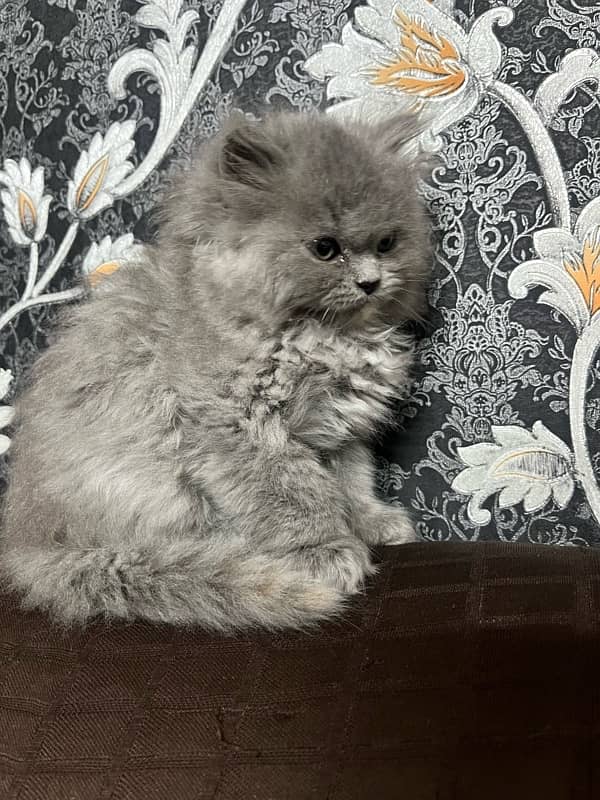 grey kitten available whatsapp no 03219945453 4