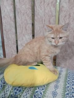 Persian kitten for sale