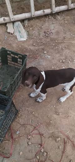 German pointer female for sale