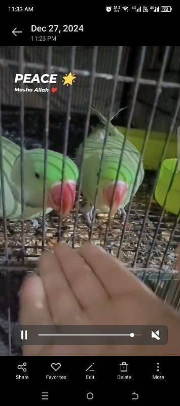 Beautiful Parrots Pair ( 1.5 year ) 1