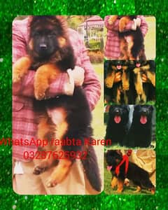 Top quality  German Shepherd puppy  for sale WhatsApp 03287625932