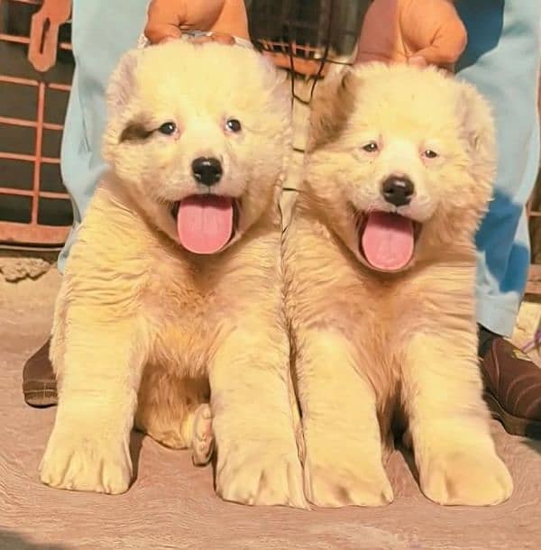 alabai security dog 2 month pair for sale heavy bone 0