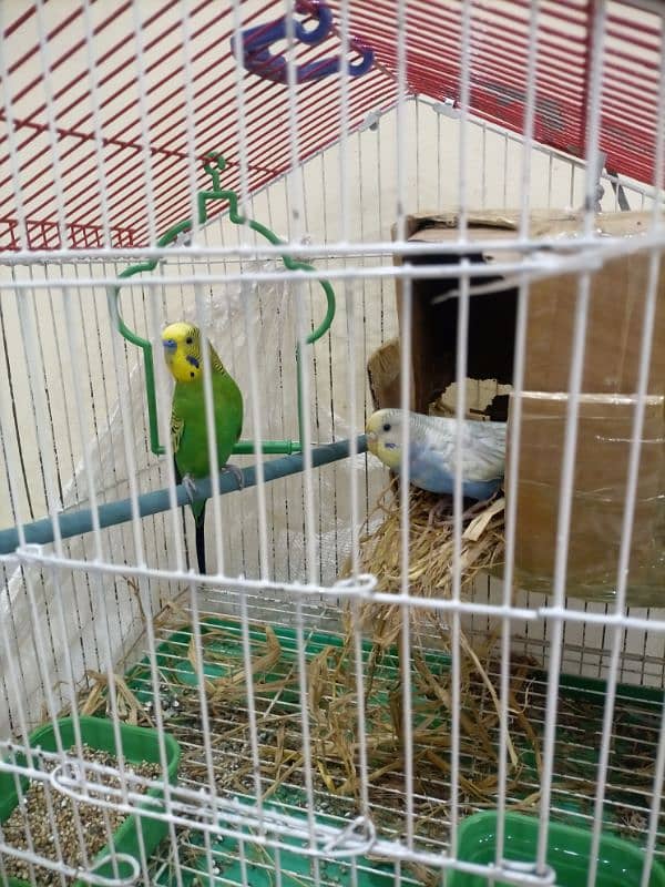 parrot 1