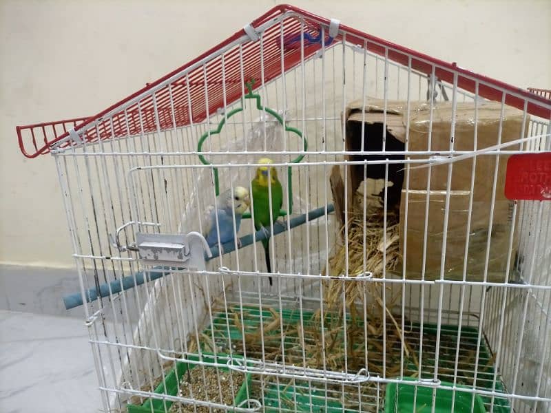 parrot 3