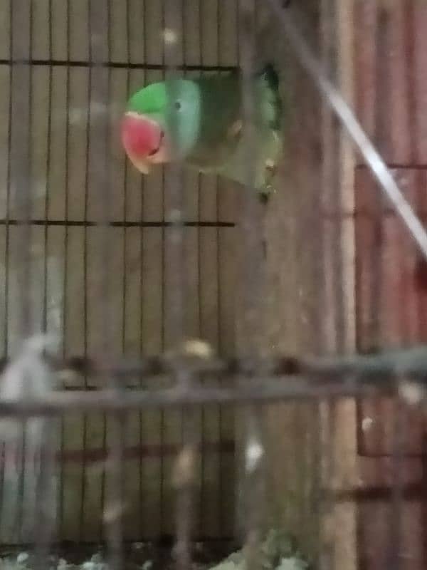 parrot 0